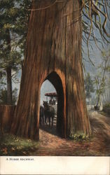 A Horse Archway Trees Postcard Postcard Postcard