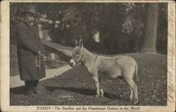 Paddy the Donkey Postcard