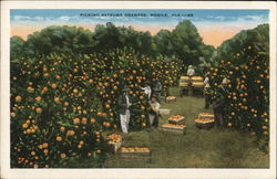 Picking Satsuma Oranged Mobile, AL Postcard Postcard Postcard