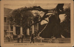 Silk Cotton Tree at City Hall Nassau, Bahamas Caribbean Islands Postcard Postcard Postcard