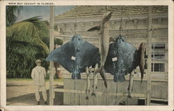 Whip Ray Caught in Florida Postcard Postcard Postcard