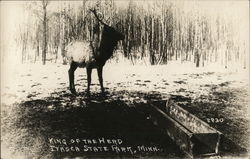 King of the Herd, Itasca State Park, Elk Postcard