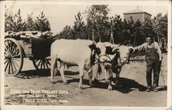 Duke and Dude Pageant Oxen, Chas Davis Driver, Itasca State Park Postcard