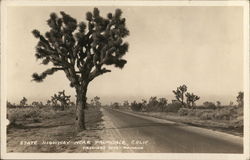 State Highway and Joshua Trees Postcard