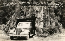 Drive-Way Stump at The Redwood Shop Pepperwood, CA Postcard Postcard Postcard