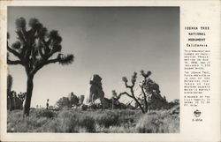 View of Joshua Tree National Monument Postcard