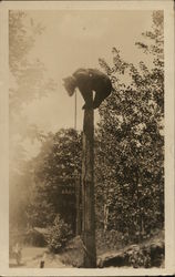 Trained Black Bear on a Pole Postcard