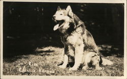 Sled Dog, Chinook Kennels Postcard