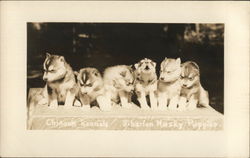 Chinook Kennels, Siberian Husky Puppies Postcard