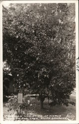 14 Varieties of Citrus on One Tree, Sniff Gardnes Indio, CA Postcard Postcard Postcard