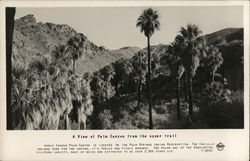 Palm Canyon Indian Reservation from the Upper Trail Postcard