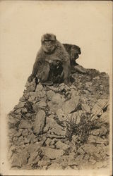 Pair of Monkeys Postcard Postcard Postcard