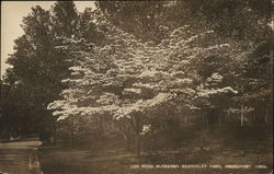 Dogwood Blossoms, Beardsley Park Postcard