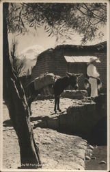 Loaded Burro Postcard