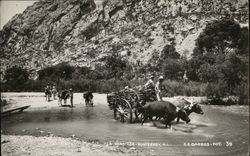 Cattle Towing Wagon of Tree Limbs Through River Postcard