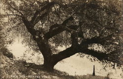 Arch Tree, Petrified Forest National Park Postcard