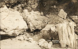 Two Petrified Redwoods, Side by Side Postcard