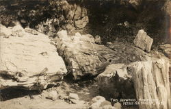 Two Redwoods, Side by Side, Petrified Forest National Park Postcard