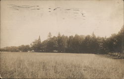 Snapshot of Grass Field Albion, MI Postcard Postcard Postcard