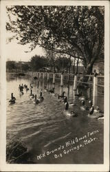 W. K. Brown's Wild Goose Farm Big Springs, NE Postcard Postcard Postcard