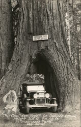 Cooledge Tree on Redwood Highway in Underwood Park California Postcard Postcard Postcard