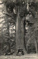 The Chandelier Tree Underwood Park, CA Postcard Postcard Postcard