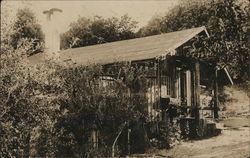 Cabin in Woods Postcard