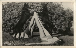 Lobo and Junior, Worlds Famous Belgian Sheep Dogs Postcard Postcard Postcard