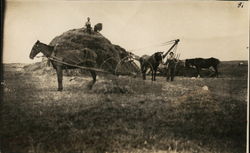 Horses Hauling Hay Postcard