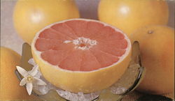 Florida Pink Grapefruit (Oct. to May), Mixon Fruit Farms, Inc. Postcard