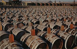 Curing Yard of an Olive Packing Plant Postcard