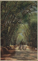 Bamboo Avenue, St. Elizabeth Jamaica Postcard Postcard Postcard