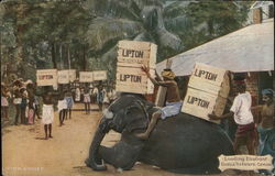 Loading elephant. Eadella Tea Estate, Ceylon Sri Lanka Southeast Asia Postcard Postcard Postcard