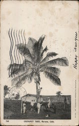 Cocoanut Tree, Havana Cuba Postcard