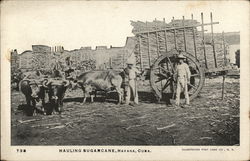 Hauling Sugarcane, Havana, Cuba Postcard Postcard Postcard