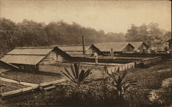 Cacao Drying (Chocolate) Trinidad Caribbean Islands Postcard Postcard Postcard