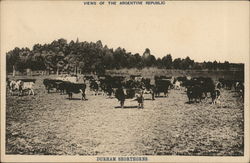 Views of the Argentine Republic - Durham Shorthorns Argentina Postcard Postcard Postcard