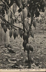 Bearing Cocoa tree (Chocolate) Trees Postcard Postcard Postcard