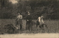 Recolte du Millet Postcard