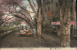 View of Cherry Blossom Postcard