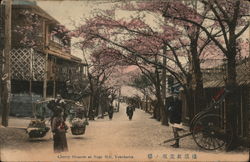 Cherry Blossom, Noge Hill, Yokohama Postcard