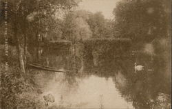 Swan on the Pond at the Rectory Mohill, Ireland Postcard Postcard Postcard