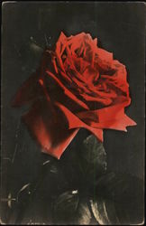 Red Rose Postcard