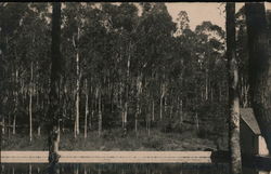 Eucalyptus Trees Rio Claro, Brazil Postcard Postcard Postcard