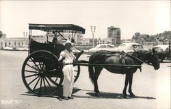 Horse Pulled Surrey for Tourists Postcard