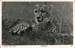 African Wild Life Cheetah Postcard Postcard Postcard