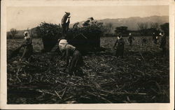 Harvesting Sugar Cane Hawaii Postcard Postcard Postcard