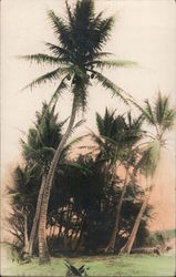 Coconut Palm, Tinted Hawaii Postcard Postcard Postcard