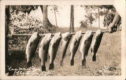 Large Mouth Bass, Charleston Lake Ontario Canada Postcard Postcard Postcard