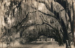 Moss Covered Trees Arched Over Road Landscapes Postcard Postcard Postcard